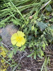 Crocanthemum brasiliense