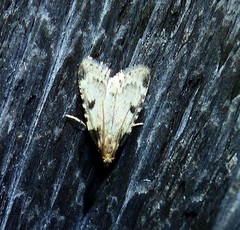 Aglossa costiferalis