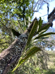 Microgramma squamulosa