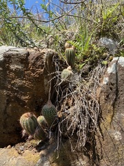 Parodia tenuicylindrica