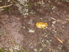 Dendropsophus carnifex