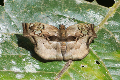Quadrus truncata