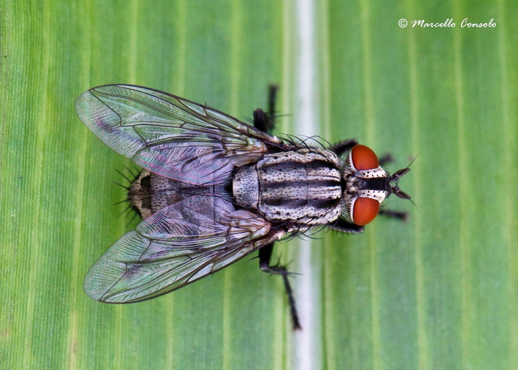 Helicophagella