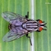 Calyptrate Flies - Photo (c) Marcello Consolo, some rights reserved (CC BY-NC-SA), uploaded by Marcello Consolo