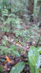 Micrathena schreibersi