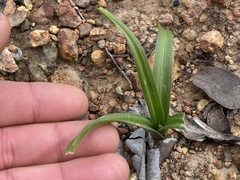 Toxicoscordion fremontii