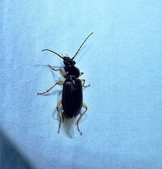 Patrobus longicornis