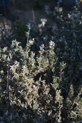 Crucianella maritima