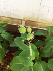 Canna indica