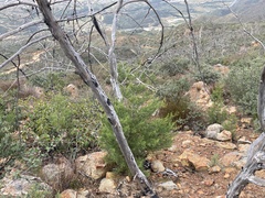 Cupressus forbesii