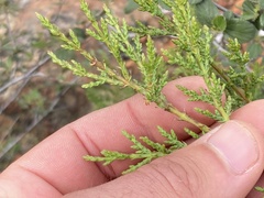 Cupressus forbesii