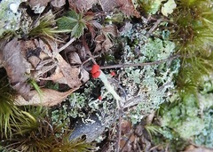 Cladonia cristatella