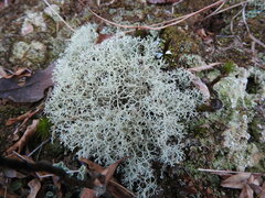 Cladonia subtenuis