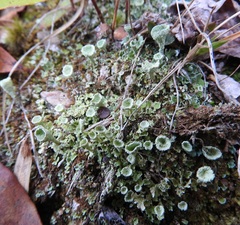 Cladonia chlorophaea