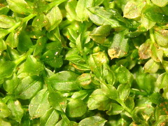 Mniaceae