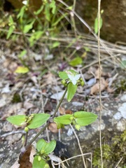 Tradescantia tenella