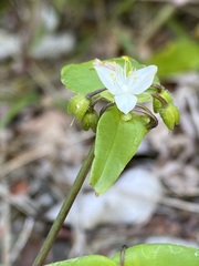 Tradescantia tenella