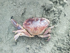 Danielethus crenulatus