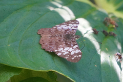 Hamadryas fornax