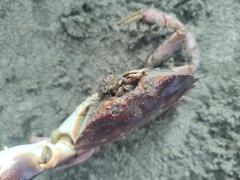 Danielethus crenulatus