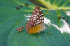 Hamadryas fornax