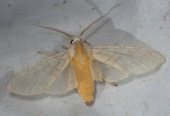 Halysidota tessellaris