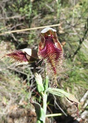 Calochilus gracillimus
