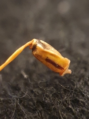 Polytrichum longisetum