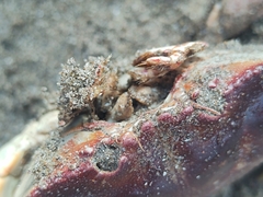 Danielethus crenulatus