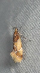 Epicallima argenticinctella