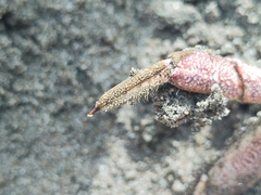 Danielethus crenulatus