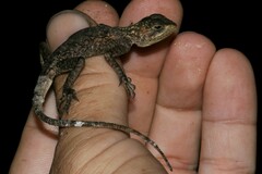 Agama agama