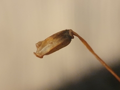 Polytrichum longisetum