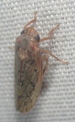 Ponana rubida