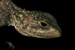 Agama agama