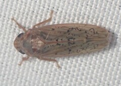 Ponana rubida