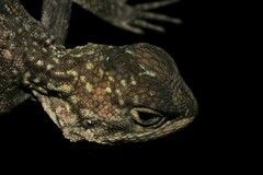 Agama agama