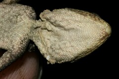 Agama agama
