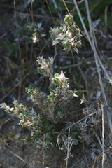 Crucianella maritima