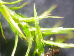 Polytrichum longisetum