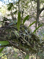 Microgramma squamulosa