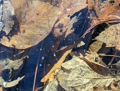 Eubranchipus vernalis