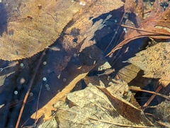 Eubranchipus vernalis