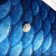 Nerita tessellata