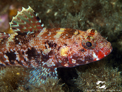 Gobius cruentatus