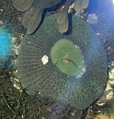 Anthopleura elegantissima