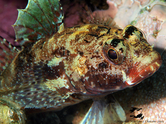 Gobius cruentatus