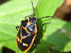 Eurydema gebleri