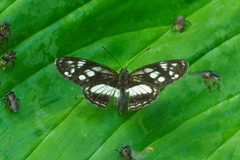 Eresia letitia