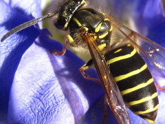 Vespula flaviceps